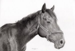 Tête de cheval animaux dessin aux crayons graphite